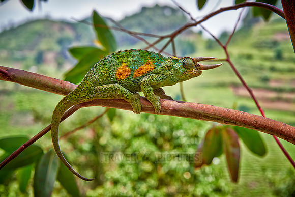 Jackson's three-horned chameleon, Trioceros jacksonii