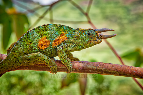 Jackson's three-horned chameleon, Trioceros jacksonii
