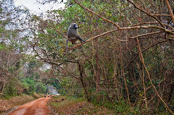 Olive baboon (Papio anubis)