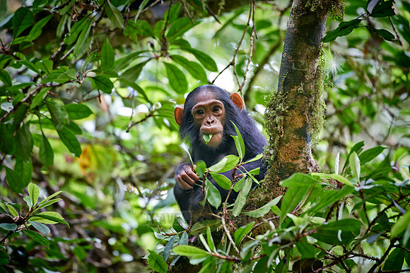 juvenile Common chimpanzee, Pan troglodytes