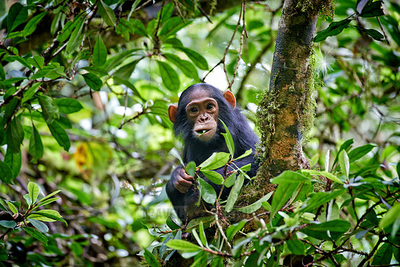 juvenile Common chimpanzee, Pan troglodytes