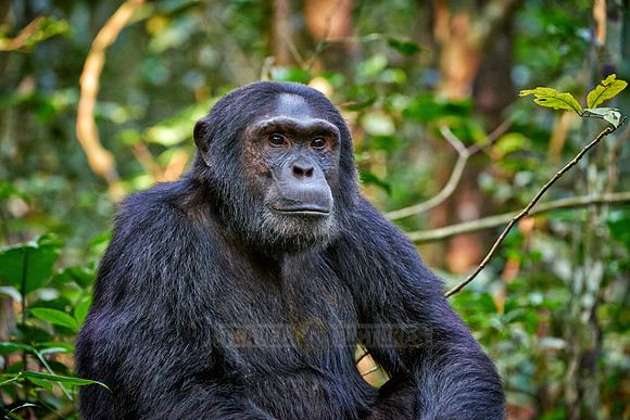 Common chimpanzee, Pan troglodytes
