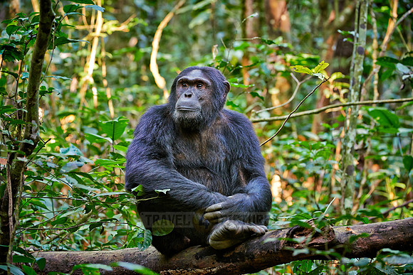 Common chimpanzee, Pan troglodytes