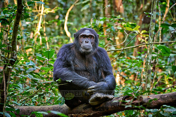 Common chimpanzee, Pan troglodytes