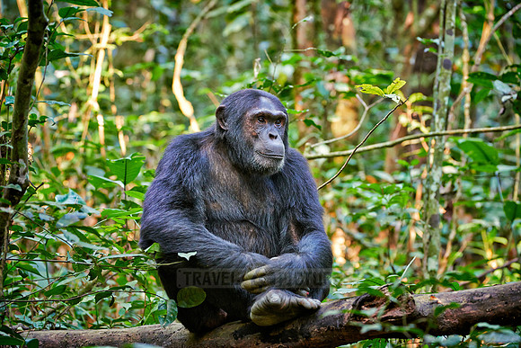 Common chimpanzee, Pan troglodytes