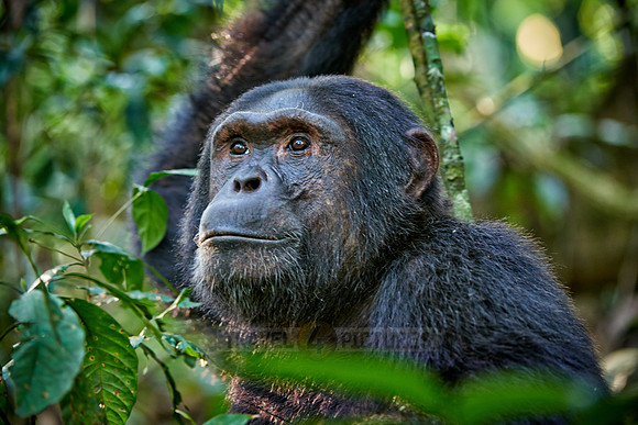 Common chimpanzee, Pan troglodytes