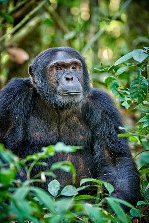 Common chimpanzee, Pan troglodytes