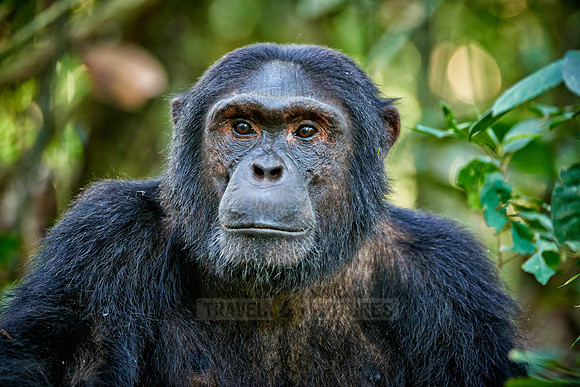 Common chimpanzee, Pan troglodytes
