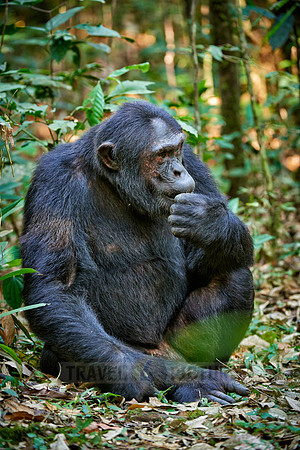 Common chimpanzee, Pan troglodytes