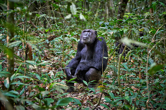 Common chimpanzee, Pan troglodytes