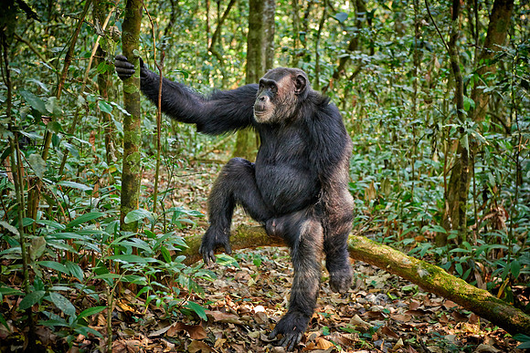 Common chimpanzee, Pan troglodytes