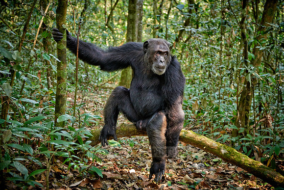 Common chimpanzee, Pan troglodytes