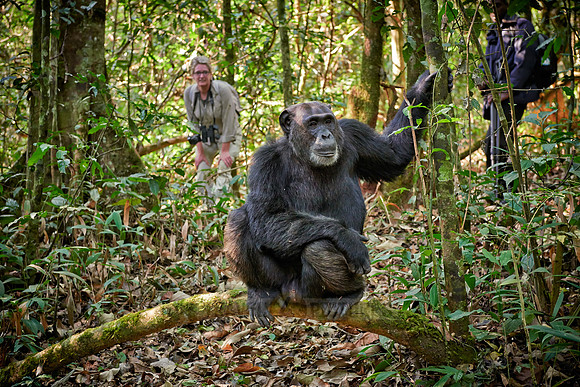tourist and chimpanzee
