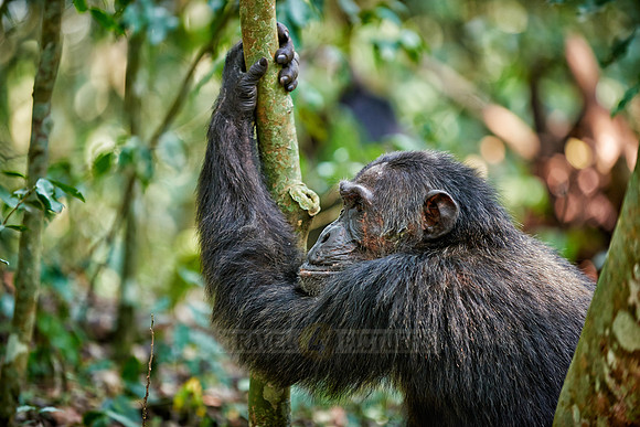 Common chimpanzee, Pan troglodytes
