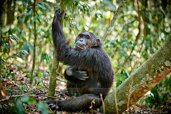 Common chimpanzee, Pan troglodytes