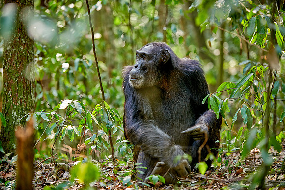 Common chimpanzee, Pan troglodytes