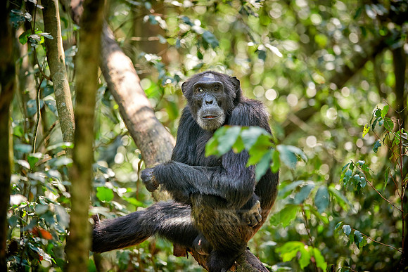 Common chimpanzee, Pan troglodytes