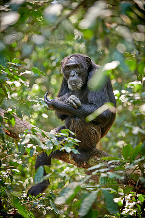 Common chimpanzee, Pan troglodytes