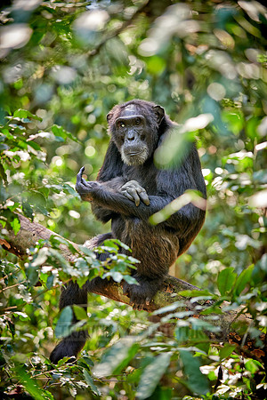 Common chimpanzee, Pan troglodytes