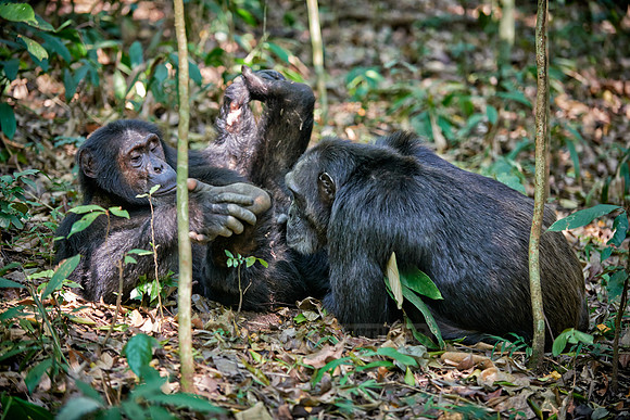 Common chimpanzee, Pan troglodytes