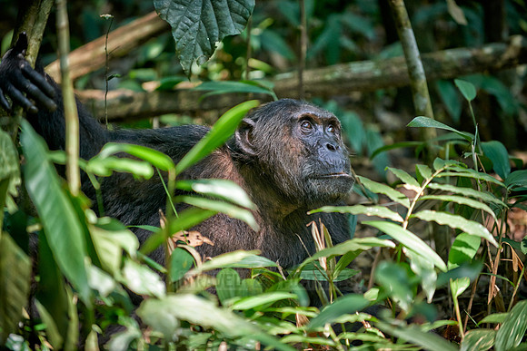 Common chimpanzee, Pan troglodytes