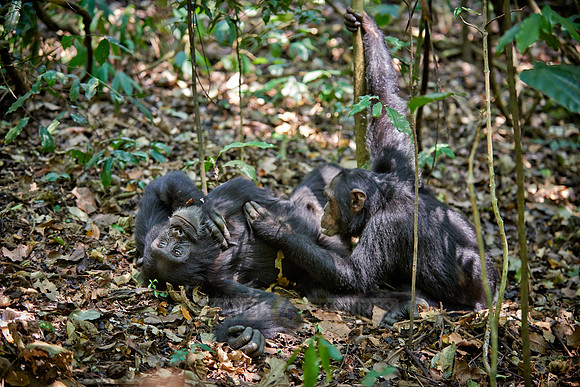 Common chimpanzee, Pan troglodytes