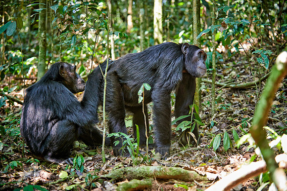 Common chimpanzee, Pan troglodytes