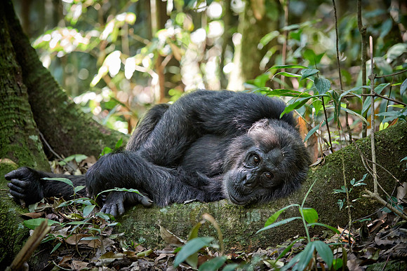 Common chimpanzee, Pan troglodytes