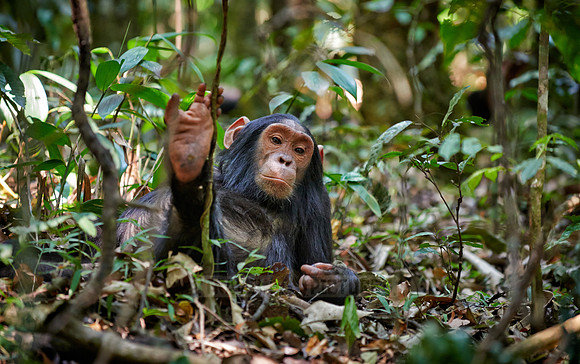 young Common chimpanzee, Pan troglodytes