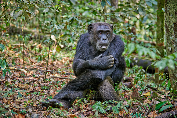 Common chimpanzee, Pan troglodytes