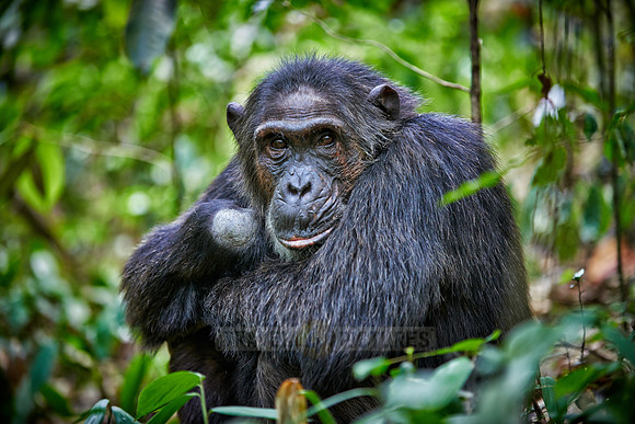 Common chimpanzee, Pan troglodytes