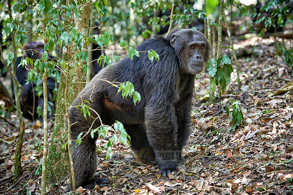 Common chimpanzee, Pan troglodytes