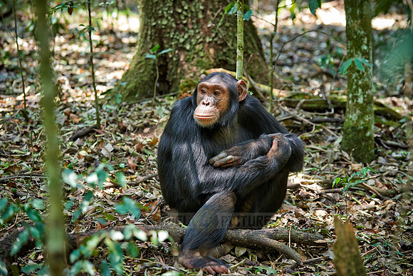 Common chimpanzee, Pan troglodytes