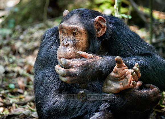 Common chimpanzee, Pan troglodytes