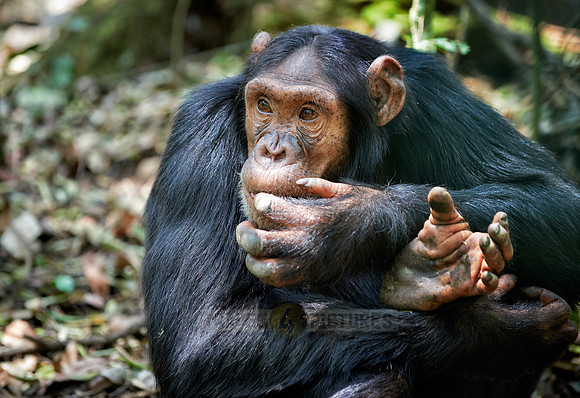 Common chimpanzee, Pan troglodytes