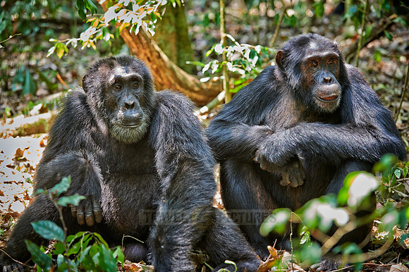 Common chimpanzee, Pan troglodytes