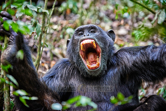 travel4pictures | Chimpanzee, Uganda 2015 | screaming Common chimpanzee ...