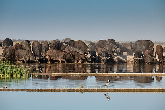 herd of African buffalos at waterhole