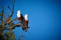 Botswana birds 06-2025