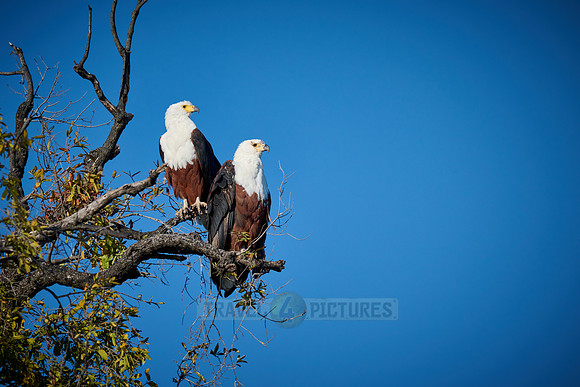 pair of African Fish Eagle (Haliaeetus vocifer) in a tree
