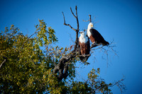 pair of African Fish Eagle (Haliaeetus vocifer) in a tree