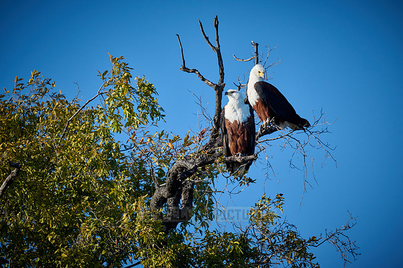 pair of African Fish Eagle (Haliaeetus vocifer) in a tree
