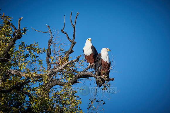 pair of African Fish Eagle (Haliaeetus vocifer) in a tree