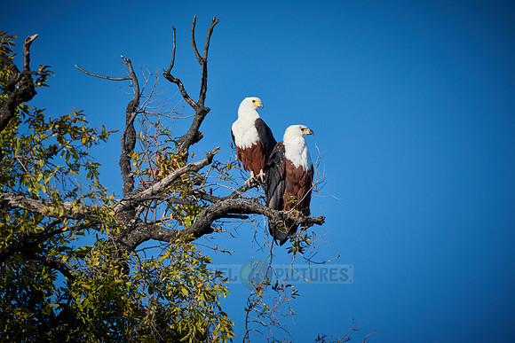 pair of African Fish Eagle (Haliaeetus vocifer) in a tree