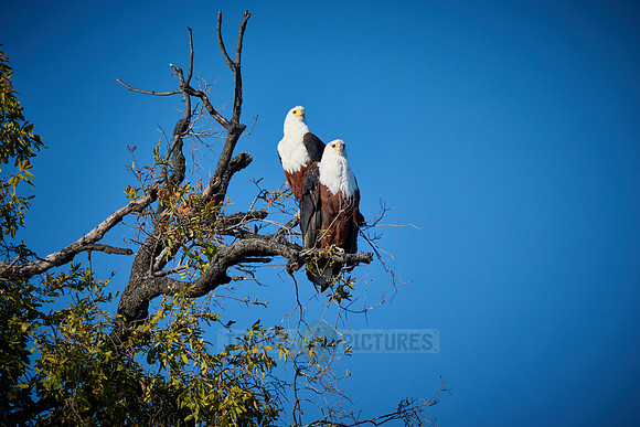 pair of African Fish Eagle (Haliaeetus vocifer) in a tree