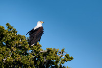 African Fish Eagle (Haliaeetus vocifer) in a tree