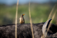 Yellow-billed Oxpecker (Buphagus africanus)