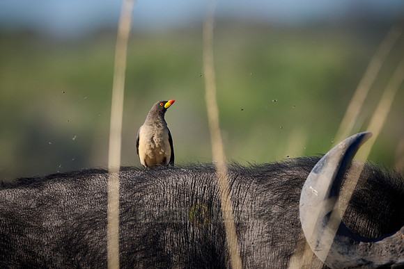 Yellow-billed Oxpecker (Buphagus africanus)