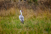 Wattled Crane (Grus carunculata)