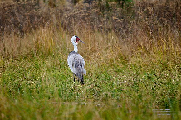 Wattled Crane (Grus carunculata)
